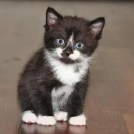 Apartamento La Bellétage By Agelandkaai Be With Free Parking