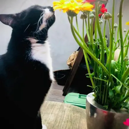 La Belletage By Agelandkaai Be With Free Parking Appartement Gent