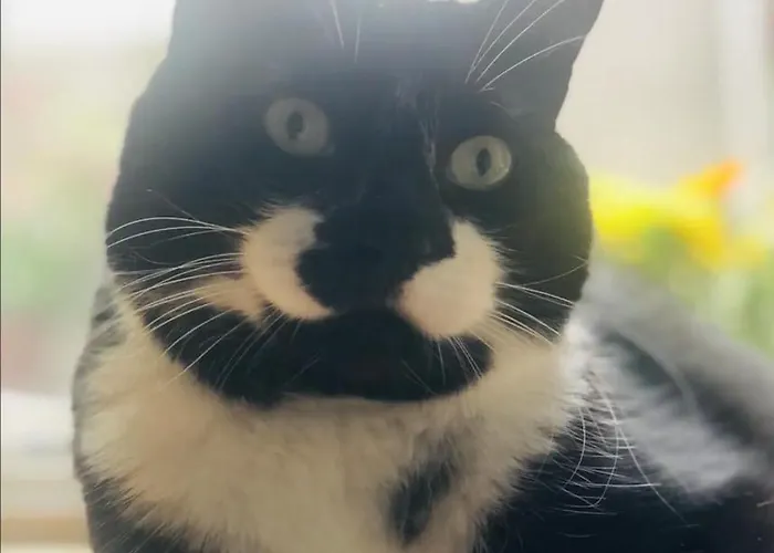 Apartment La Belletage By Agelandkaai Be With Free Parking