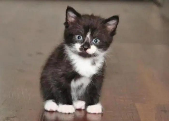 Apartment La Belletage By Agelandkaai Be With Free Parking