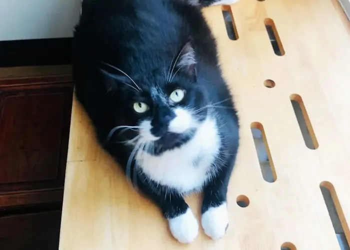 La Belletage By Agelandkaai Be With Free Parking Apartment Ghent