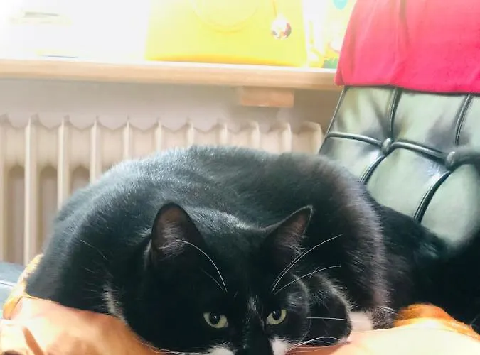 Apartment La Belletage By Agelandkaai Be With Free Parking *