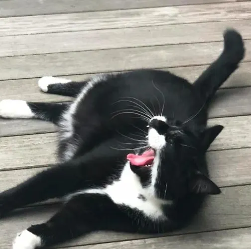 La Belletage By Agelandkaai Be With Free Parking Apartamento Gante