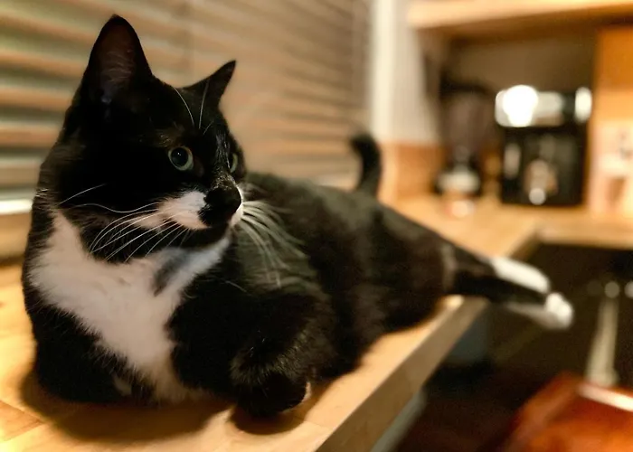 Apartamento La Belletage By Agelandkaai Be With Free Parking